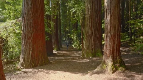 Walking on trail Through the forest Stock Footage 218740787