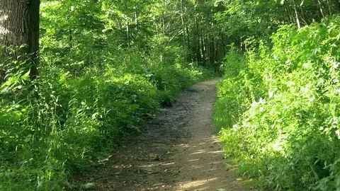 Walking on a trail through the forest green deciduous dense crowns  Stock-Footage 71169322
