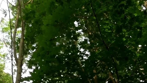 Walking on a trail through the forest green deciduous dense crowns of trees u Stock Footage 71756754