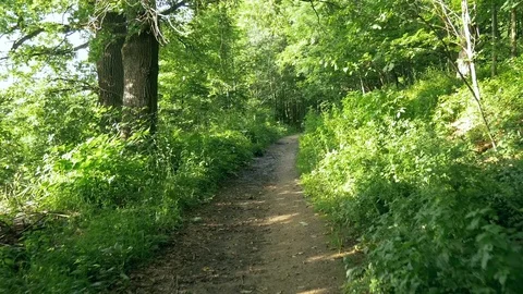 Walking on a trail through the forest green deciduous dense crowns of trees u Stock Footage 94288215