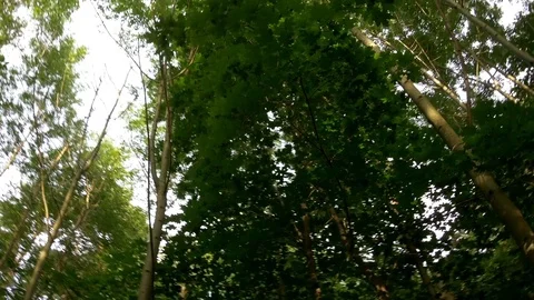 Walking on a trail through the forest green deciduous dense crowns of trees u Stock Footage 96712539