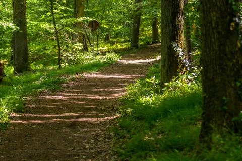 Walking trail through the forest on the Lemberg Stock Photos