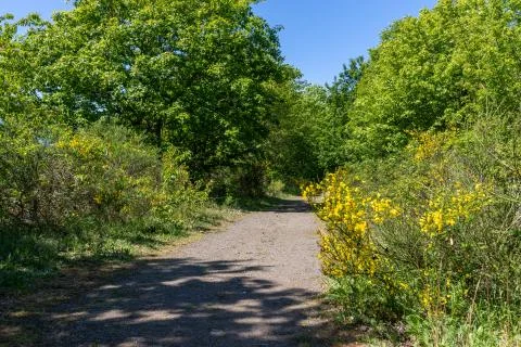 Walking trail through the forest on the Lemberg Stock Photos