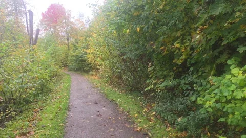 Walking Trail Through Green Forest Leading Into The Distance Stock Footage 348089908