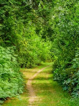 Walking trail through leafy green trees Stock Photos
