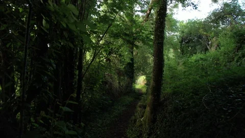 Walking Trail through Lush Green Irish Forest Stock Footage 312414037