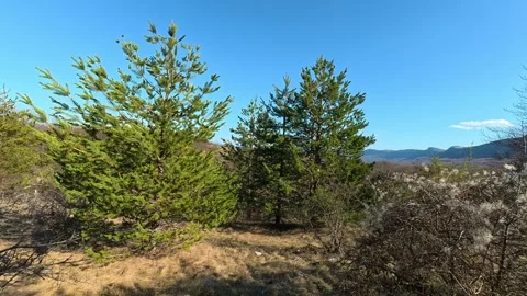 Walking Off-Trail through Pine Forest and Low Vegetation – 4K UHD Stock Footage Video stock 331873490