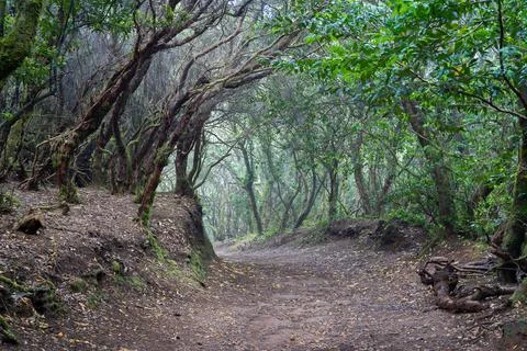 Walking trail through the Senderos de Los Sentidos in Anaga Rural Park, Tenerife Stock Photos