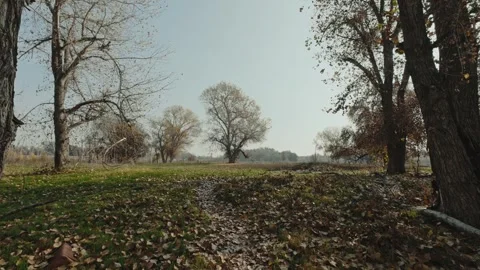 Walking on a trail through the woods on a hazy sunny day Stock Footage 295006845