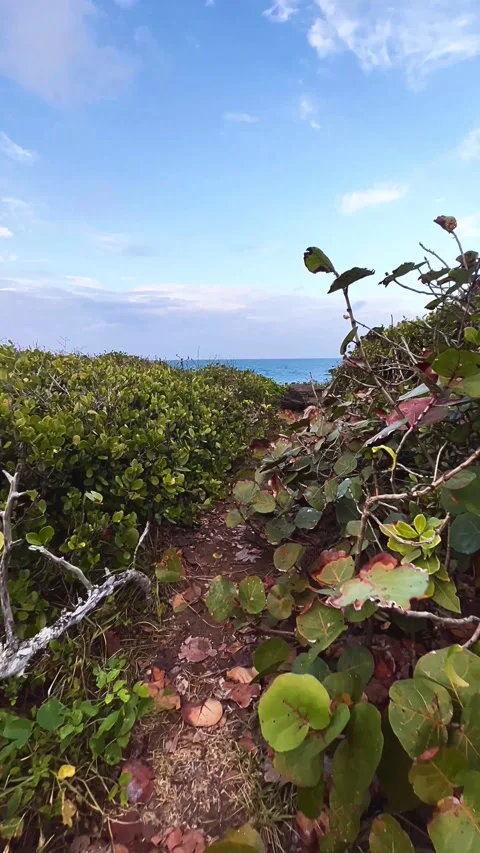 WALKING, trail, tree, nature, sky, landscape, plant, summer, flower, Stock Footage 236937343