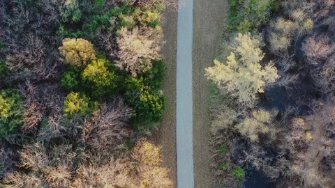 Walking Trail in the Woods Stock Footage 99527232