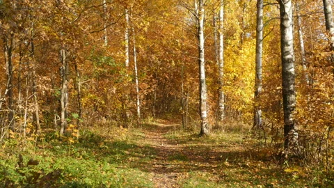 Walking trail in the yellow forest Stock Footage 99401000