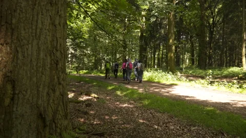 Walking trails in the forest with group of people Stock Footage 150179757