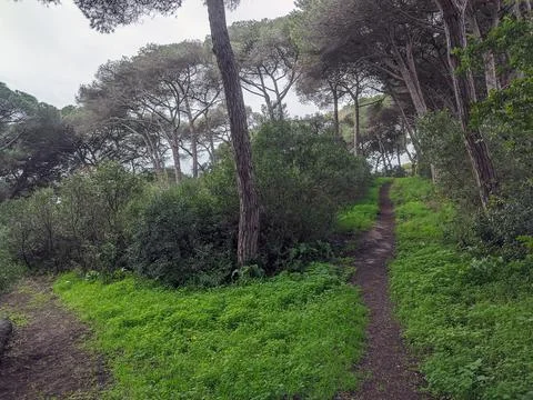 Walking trails in the middle of the forest full of trees and bushes Foto stock