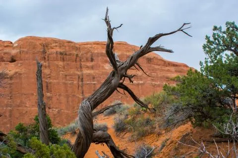 The Walking Tree Stock Photos