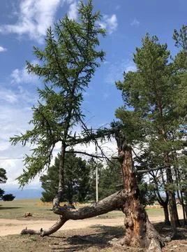 Walking tree. The roots of the old larch stick Stock Photos
