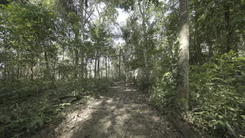 Walking for trees in macapá city Stock Footage 151368273
