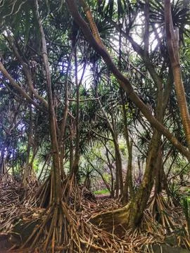 Walking Trees 库存照片