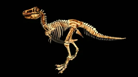 Walking trex skeleton dinosaur with alpha Video stock 11289491