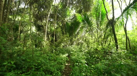 Walking in tropical forest Stock Footage 45538423