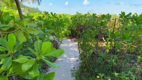 Walking Tropical Path to Ocean Seychelles Luxury Resort POV Natural Sound Stock Footage 332945642