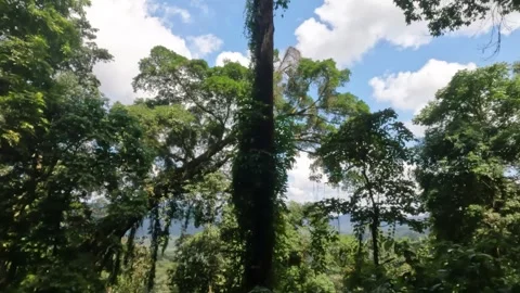 Walking in the tropical rain forest under the big trees of natural vegetatio Stock Footage 319880409