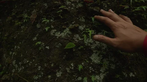 Walking in a tropical rainforest hand touching plant on a stone Stock Footage 92377166