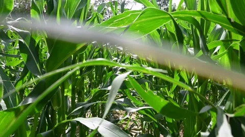 Walking trough young corn in the field. Corn plants Stock Footage 279046296