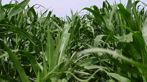 Walking trough young corn in the field. Corn plants growing Stock Footage 280574212