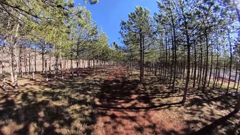 Walking trought forest123 Stock Footage 169637257