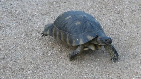 Walking turtle Stock Footage 129841830