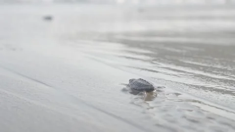 Walking turtle Stock Footage 196137515