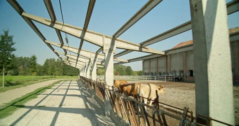 Walking Up to Two Cows Grazing in Pen on Farm Stock Footage 203158538