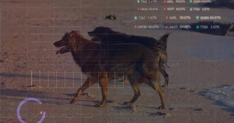 Walking two long-coated brown dogs moving along sandy shoreline, with UI Stock Photos