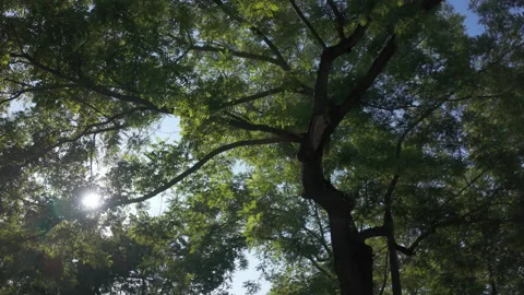 Walking under acacia trees in evening sunlight, backlit by sun, sunrays Stock Footage 314627507