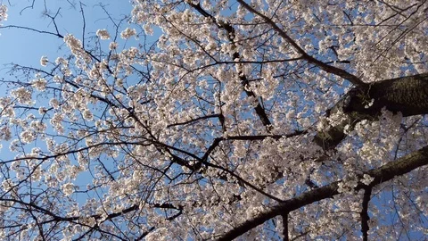 Walking under amazing blossoming cherry trees. Blue sky, fine weather, Japan. Stock Footage 124350806