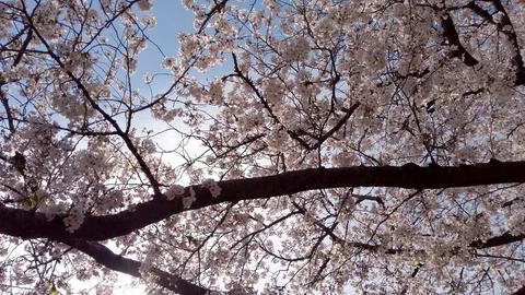 Walking under amazing blossoming cherry (sakura) trees. Blue sky, fine weather Stock Footage 126546001
