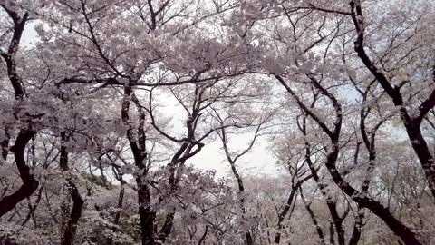Walking under amazing blossoming cherry (sakura) trees in city park, Tokyo Stock Footage 139728019