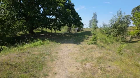 Walking under an ancient tree before continuing on to the forest Stock Footage 340284737