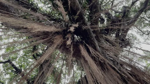 Walking under banyan tree hanging roots in Maui Hawaii Stock Footage 245395745