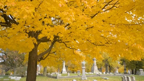 Walking Under Bright Yellow Fall Leaves In A Cemetary Stock Footage 117693078