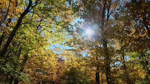 Walking Under a Canopy of Autumn Leaves - 4K Footage Stock Footage 118970895