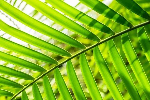 Walking Under The Canopy Of Cycads Stock Photos