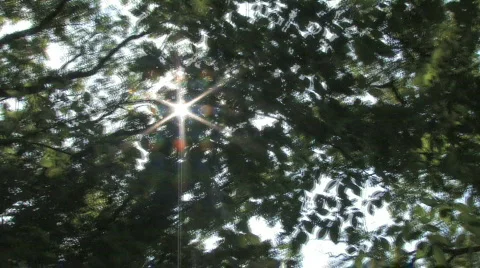 Walking Under Canopy Stock Footage 494032