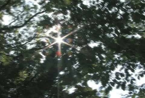 Walking Under Canopy  Stock Footage 494201