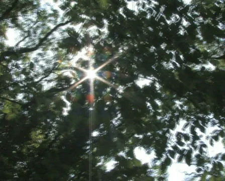 Walking Under Canopy Stock Footage 496248