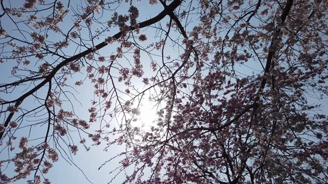 Walking under cherry blossoms looking up the sun Video stock 105940156