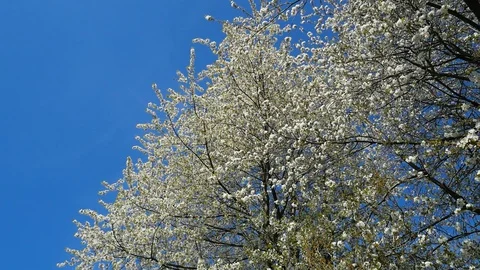Walking under a cherry tree in springtime.  Video shooting by handheld gimbal Stock Footage 128193106