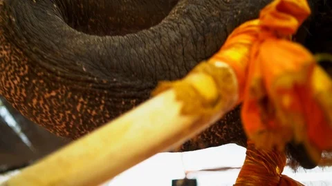 Walking under an Elephant 動画素材 103032212