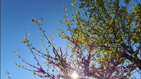 Walking Under Green and Pink Trees in Sunlight Stock Footage 307418301